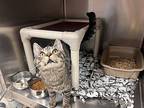 Anthony, Domestic Shorthair For Adoption In Chippewa Falls, Wisconsin