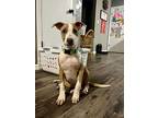 Nikki, Terrier (unknown Type, Medium) For Adoption In New London, Wisconsin