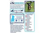 Oatmeal Molasses, Terrier (unknown Type, Medium) For Adoption In Encinitas