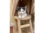 Snap, Domestic Shorthair For Adoption In Calgary, Alberta