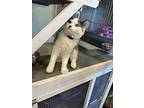 Crackle, Manx For Adoption In Calgary, Alberta