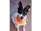 Robin, Jack Russell Terrier For Adoption In Santa Monica, California