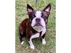 Bucky Brewster-4600ga, Boston Terrier For Adoption In Maryville, Tennessee