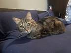 Cj, Domestic Mediumhair For Adoption In Shreveport, Louisiana