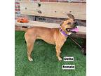 Delta, American Pit Bull Terrier For Adoption In Wilson, North Carolina