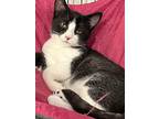 Mattykins, Domestic Shorthair For Adoption In Oakdale, California