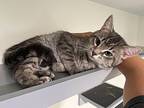 Latte, Domestic Shorthair For Adoption In Manchester, Connecticut