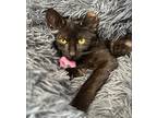 Wane, Domestic Shorthair For Adoption In Faribault, Minnesota