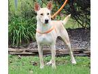 Hallie, Labrador Retriever For Adoption In Canton, Connecticut