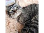 Brownie, Domestic Mediumhair For Adoption In Brockport, New York