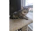 Diona, Domestic Mediumhair For Adoption In Brockport, New York