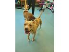 French Toast (leo), American Pit Bull Terrier For Adoption In Portsmouth
