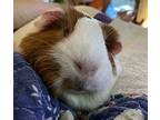 Leela, Guinea Pig For Adoption In Tujunga, California