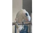 Gasper, Mollucan Cockatoo, For Adoption In Charlotte North Carolina