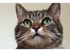 Adopt Jake a Domestic Shorthair / Mixed (short coat) cat in Valley Park