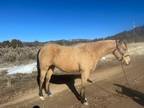 Trail horse with arena potential