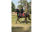 Stunning 5 y/o unraced, TB gelding