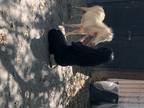 3 miniature horse