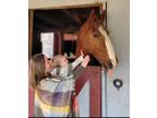 16.3 hands, 13 yr old gelding, Clyde Emerson