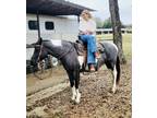 Beautiful Blue Roan Paint Mare!!