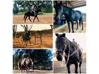 Solushe 16 Year Old TB Mare