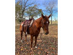 Punchy QH Gelding