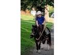 Bay Paint Pony 41 inches Mare 8yrs old