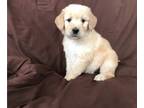 Golden Retriever PUPPY FOR SALE ADN-835736 - AKC Golden Retrievers