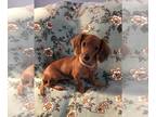 Dachshund PUPPY FOR SALE ADN-835697 - Peanut is Perfection