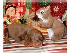 Doberman Pinscher PUPPY FOR SALE ADN-835648 - DOBERMAN PUPPIES FOR SALE