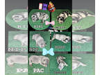 French Bulldog PUPPY FOR SALE ADN-835609 - Exotic designer french bulldogs
