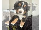 Bernese Mountain Dog PUPPY FOR SALE ADN-835607 - Sweet Bernese Pups