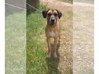 Boxer Mix DOG FOR ADOPTION RGADN-1213732 - Kimmie - Boxer / Mixed Dog For