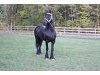 Beautiful friesian stallion for sale