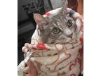 Louis Kitten, Domestic Shorthair For Adoption In Breinigsville, Pennsylvania