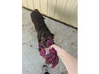 Atlas, Labrador Retriever For Adoption In Kalamazoo, Michigan