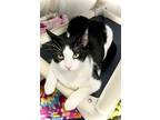 Marky Mark, Domestic Shorthair For Adoption In Estherville, Iowa