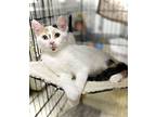 Peanut, Domestic Shorthair For Adoption In Estherville, Iowa