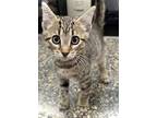 Ned, Domestic Shorthair For Adoption In Estherville, Iowa