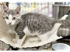 Sprout, Domestic Mediumhair For Adoption In Estherville, Iowa