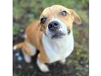 Marty, Jack Russell Terrier For Adoption In Orange, Virginia