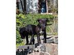 Marcus, Labrador Retriever For Adoption In Aurora, Colorado