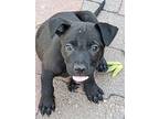 Milo, Labrador Retriever For Adoption In Aurora, Colorado