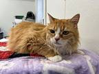 Coral (aka Candy), Domestic Mediumhair For Adoption In Cumberland, Maine