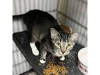 Fina, Abyssinian For Adoption In Redding, California