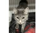 Savannah, Domestic Shorthair For Adoption In Redding, California