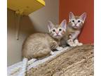 Nigel Thornberry, Domestic Shorthair For Adoption In Maryville, Missouri