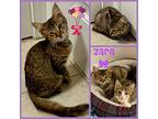 Zara, Domestic Shorthair For Adoption In Raleigh, North Carolina