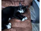 Lucky, Domestic Shorthair For Adoption In Yuba City, California