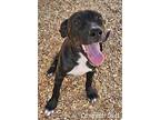 Carl, Labrador Retriever For Adoption In East Hartford, Connecticut